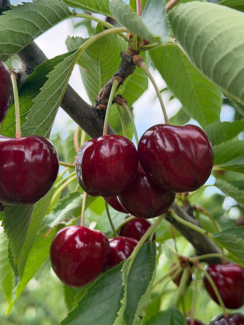 I sell high-quality cherry fruit, with very good taste