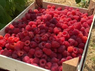 IQF raspberry export from Uzbekistan whole size raspberries 90/10,
