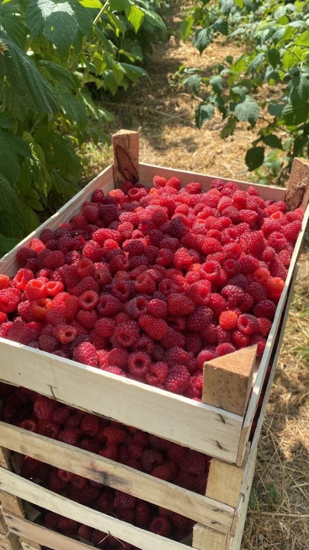 IQF raspberry export from Uzbekistan whole size raspberries 90/10, crushed raspberries, raspberry crumble IQF frozen raspberries for jam FRESH BERRIES & IQF