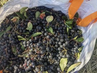 Hello, we're slowly getting ready to harvest. I'm offering
