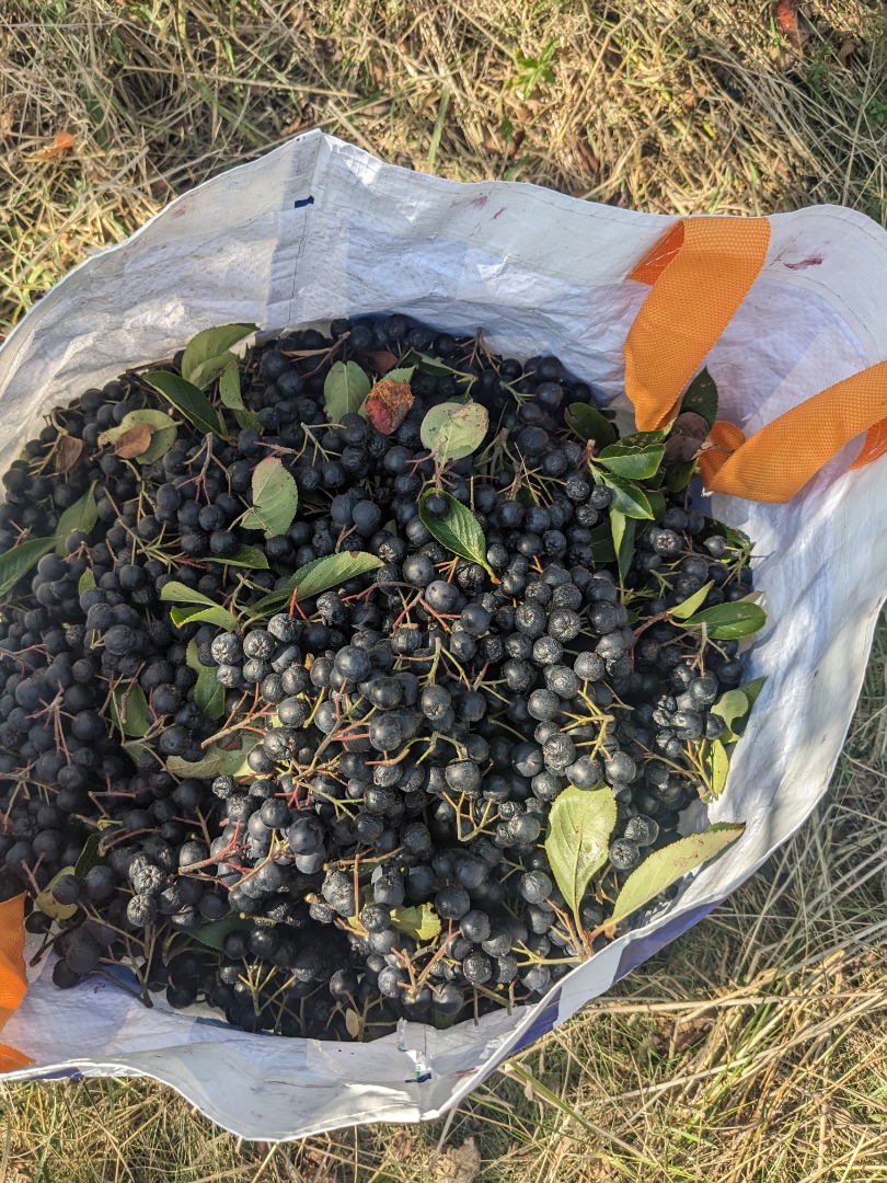 Hello, we're slowly getting ready to harvest