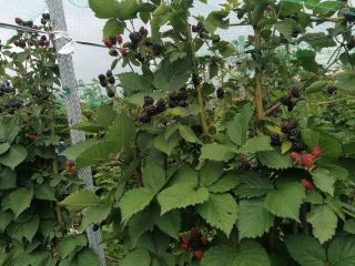 We sell sweet and tasty blackberries, Udati - Manzu