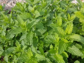 We offer high-quality mint and flat-leaf parsley, currently still