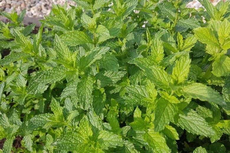 We offer high-quality mint and flat-leaf parsley, currently still in the field, allowing us to fully customize the harvest date to your needs