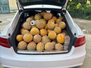Melon producer, price is determined by messages or by
