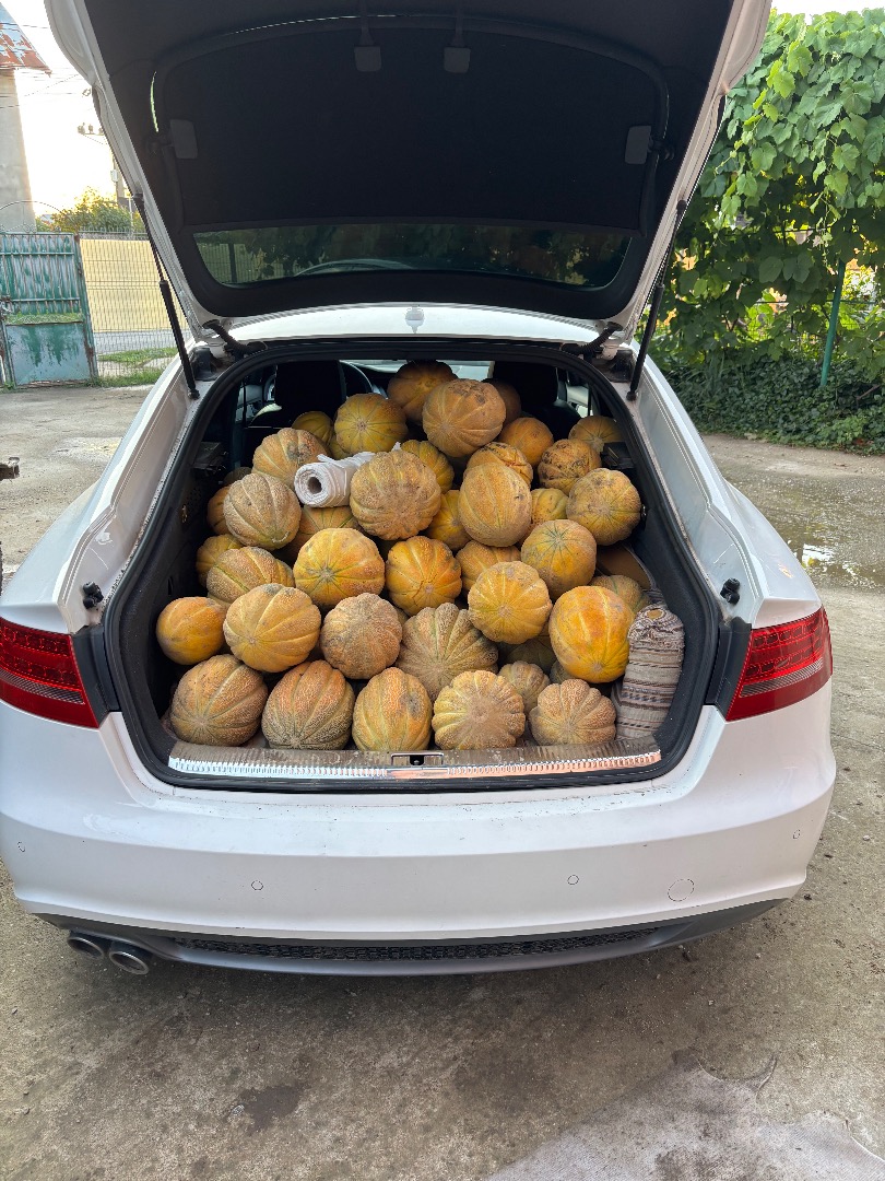 Melon producer, price is determined by messages or by phone at [phone number], I can also offer transportation