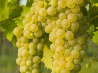 In Somogysámson, small and large quantities of wine grapes