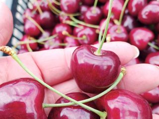 I'm selling cherries. I have varieties like Kordia and