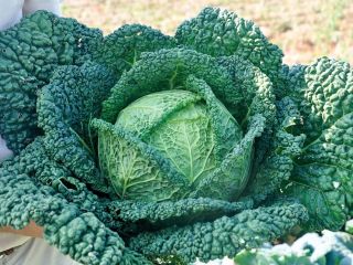 I will sell large quantities of young Savoy cabbage,