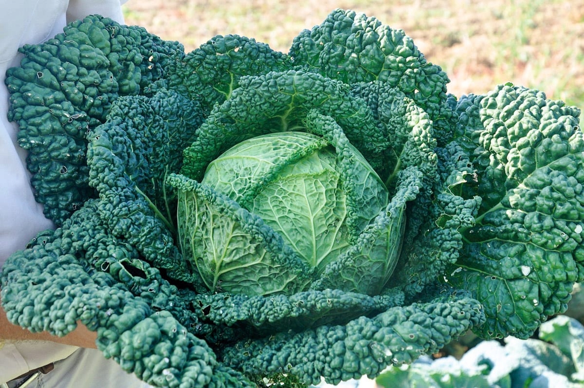 I will sell large quantities of young Savoy cabbage, cut to order, truck quantities, pallets, 1st class goods, packaging to be agreed, 6 pieces/+8 kg