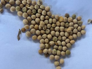 I have for sale 150 t of yellow peas,