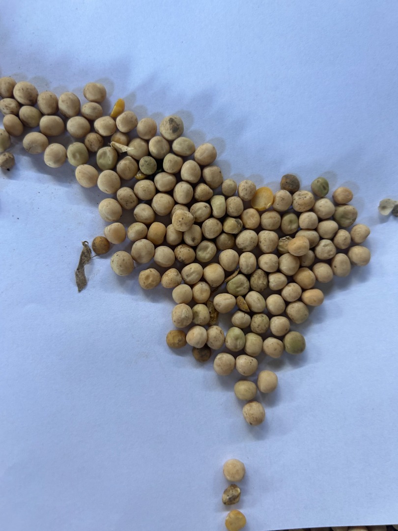 I have for sale 150 t of yellow peas, variety - Balltrap District - Levice, Town- Kuraľany Without bugs