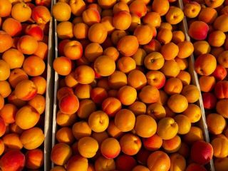 Hello, My name is Olga, fruit exporter from Moldova.