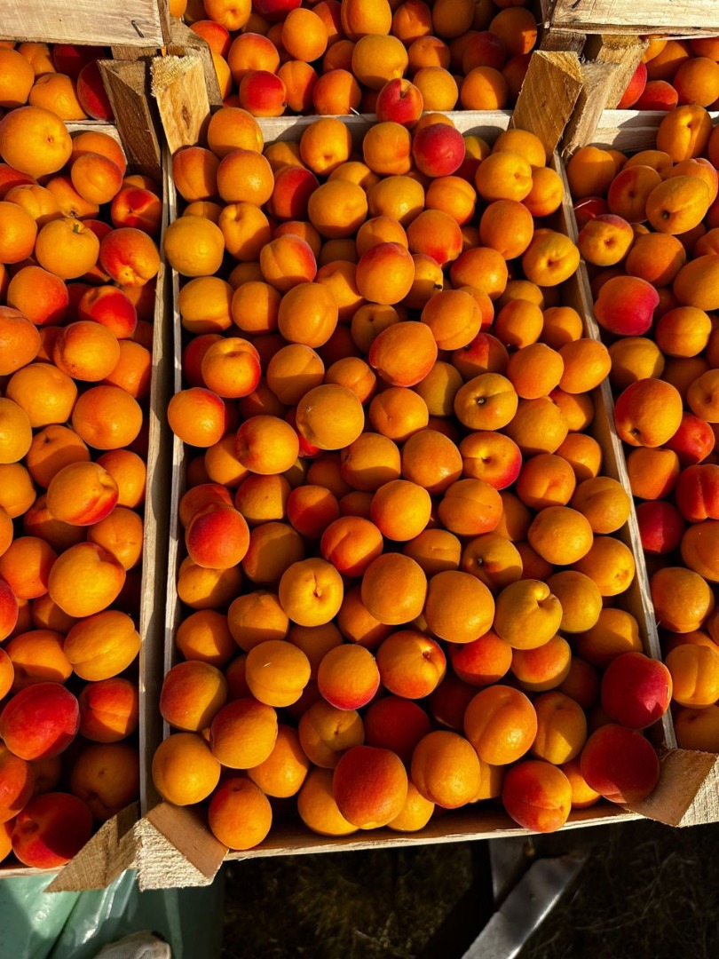Hello, My name is Olga, fruit exporter from Moldova