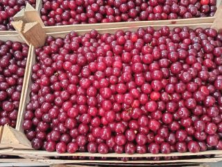 Hello, We currently have 40 tonnes of fresh sour