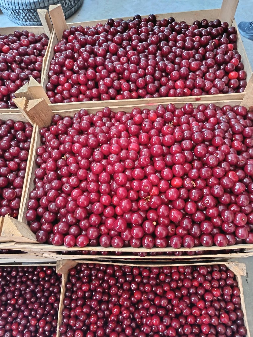 Hello, We currently have 40 tonnes of fresh sour cherries in stock, ready for loading and export