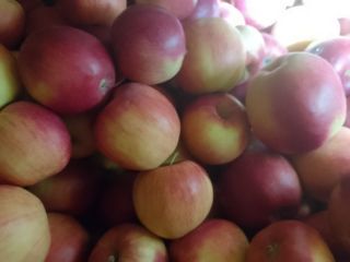 Idaret and Jonagoret apples for sale. They are in