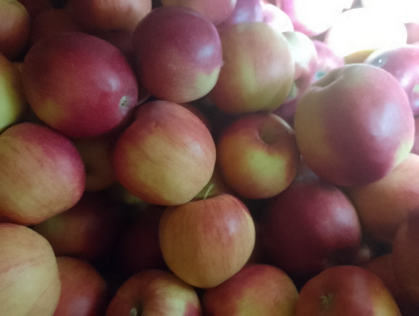 Idaret and Jonagoret apples for sale