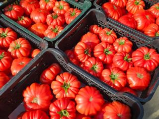 I'm selling a first-class raspberry tomato. A fleshy, sweet