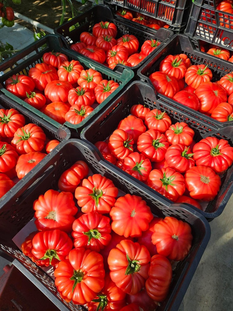 I'm selling a first-class raspberry tomato