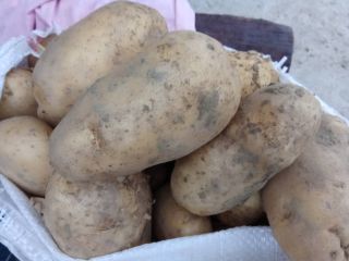 Hello. I am selling potatoes, almost 3 tons, urgently.