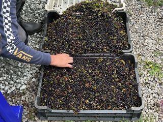 Wild blueberries. Season started in Romania. We can assure