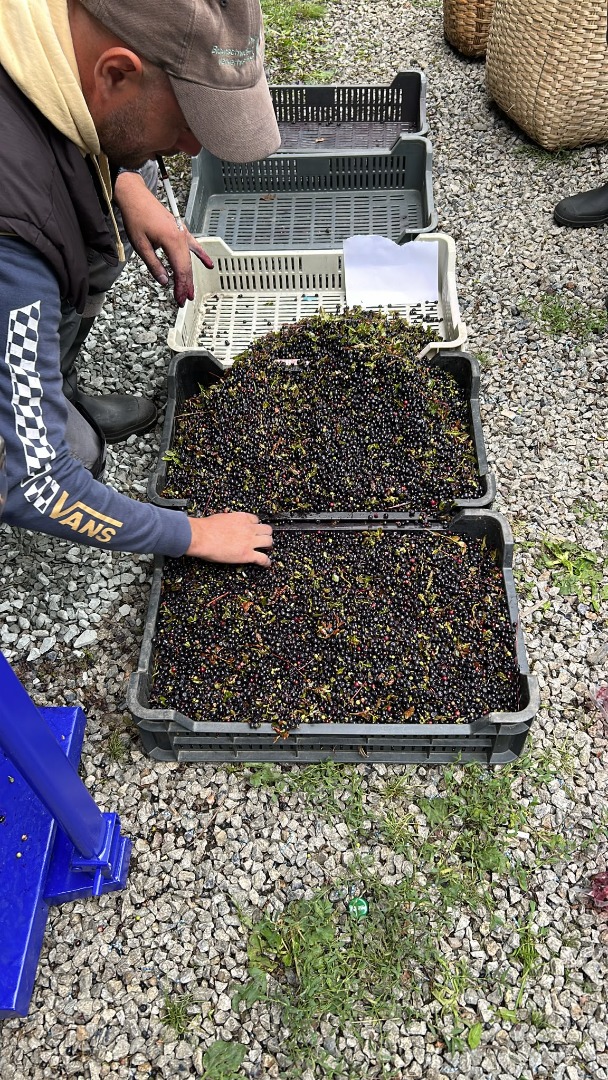 Wild blueberries