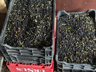 Wild forest Blueberry season started in Romania. We offer