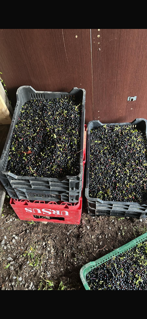 Wild forest Blueberry season started in Romania