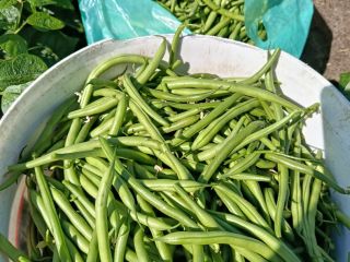 I am selling green beans of the Paulista variety.
