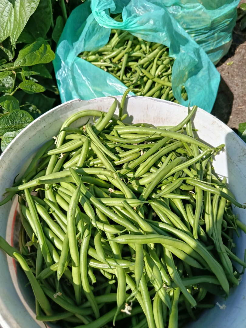 I am selling green beans of the Paulista variety