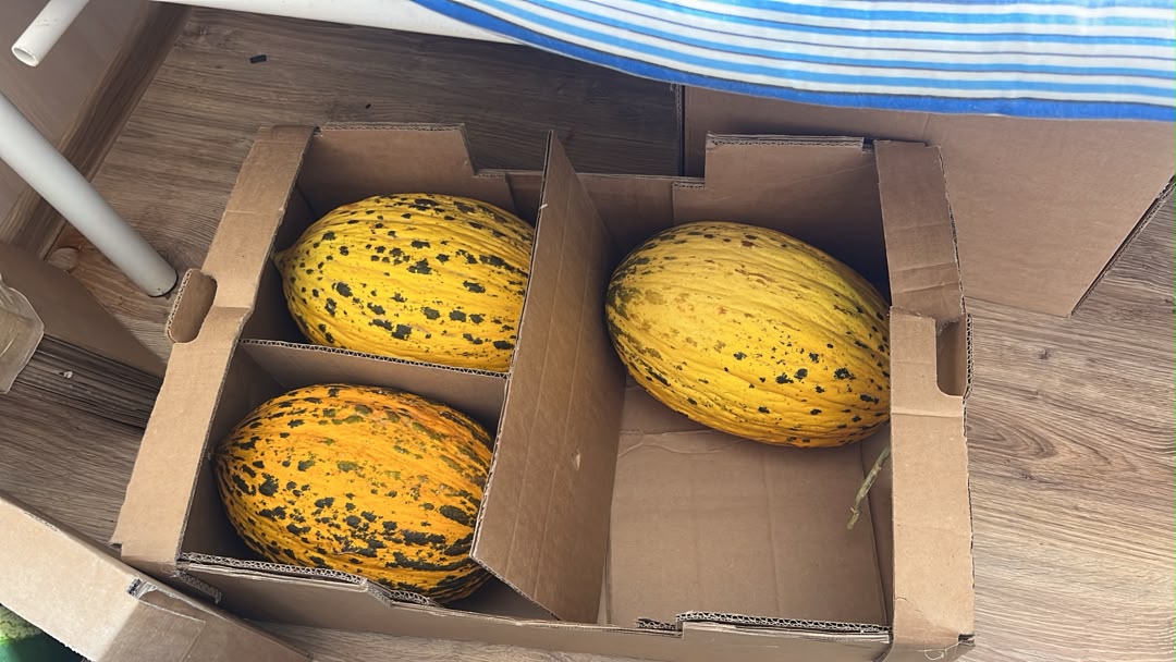 dear friends from all the workd/ we want to sell our product/ Wholesale offer for "Kirkma" variety winter melons