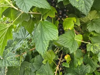 Hello, I have harvested blackcurrants for sale. Harvest time: