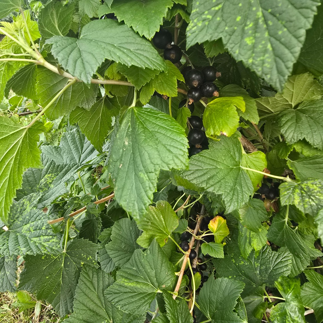 Hello, I have harvested blackcurrants for sale