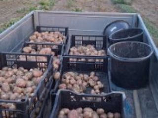 Hello, I'm selling Irga or Monte Carlo potatoes in