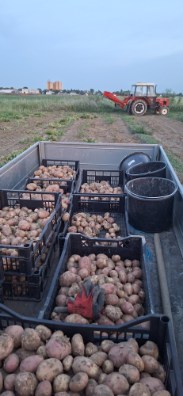 Hello, I'm selling Irga or Monte Carlo potatoes in 15 kg or smaller bags