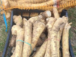 Stock horseradish, Danish variety