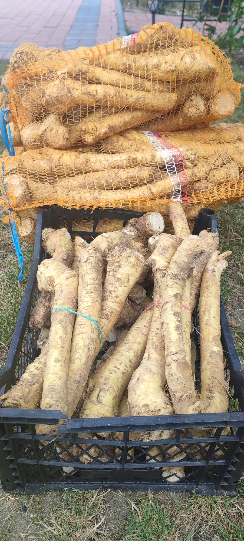 Stock horseradish, Danish variety