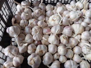 I'm selling approximately 1.5 tons of Jarus spring garlic,