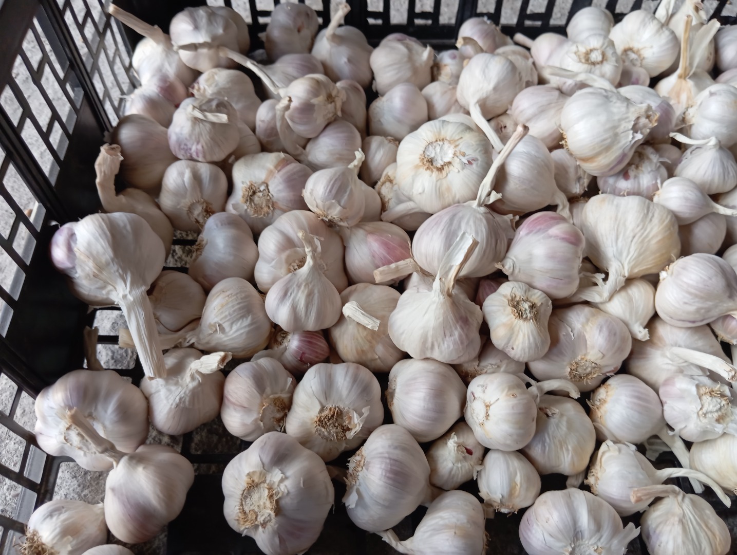 I'm selling approximately 1.5 tons of Jarus spring garlic, very aromatic, fresh from the field