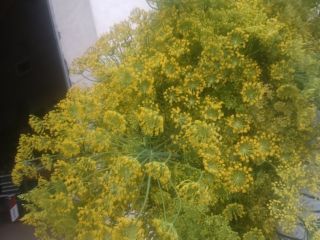 Hello, I have beautiful dill for sale, freshly cut