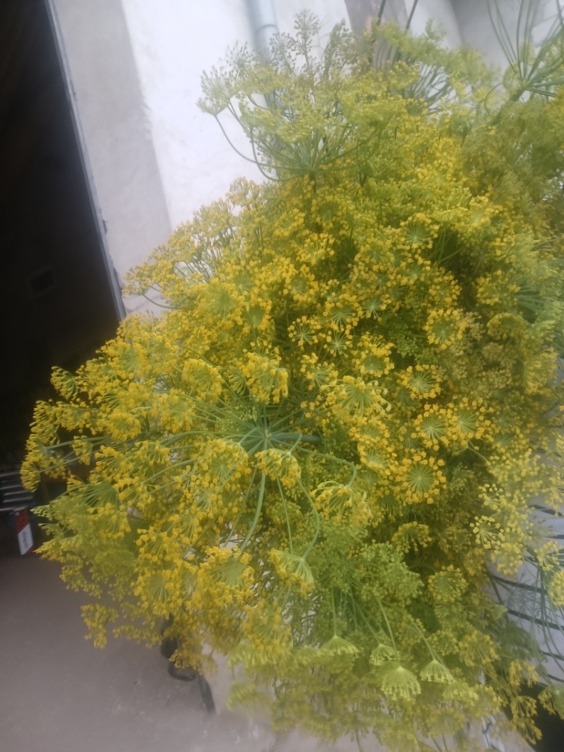 Hello, I have beautiful dill for sale, freshly cut from the field