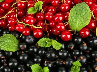 Hello, I am selling black and red currants grown