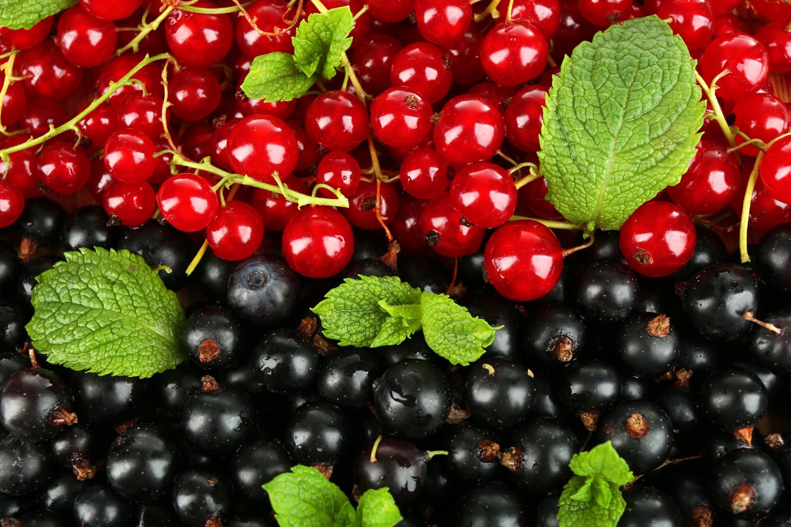 Hello, I am selling black and red currants grown in my garden