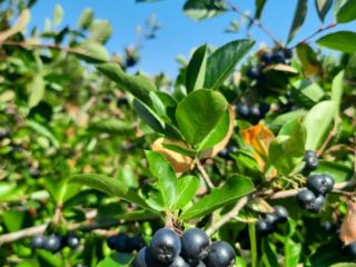 Ladies and Gentlemen, as every year, we have chokeberries