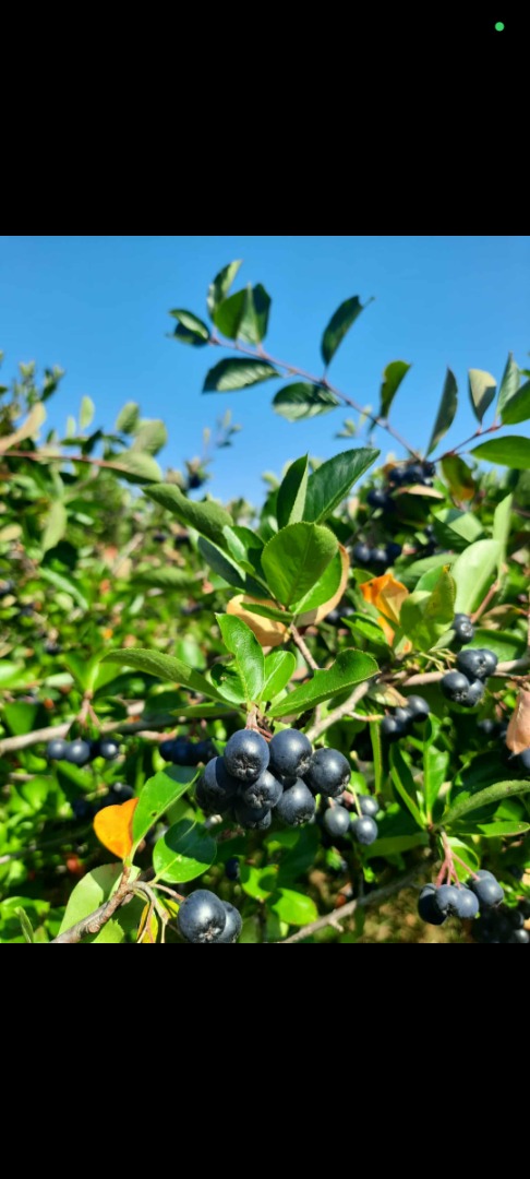 Ladies and Gentlemen, as every year, we have chokeberries for sale, grown entirely organically without any fertilizers