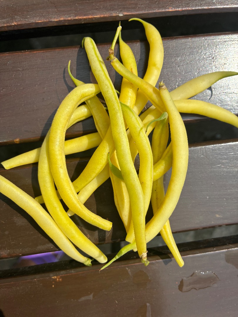 Various quantities of beans for sale