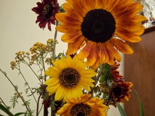 I am offering for wholesale sale decorative sunflowers from