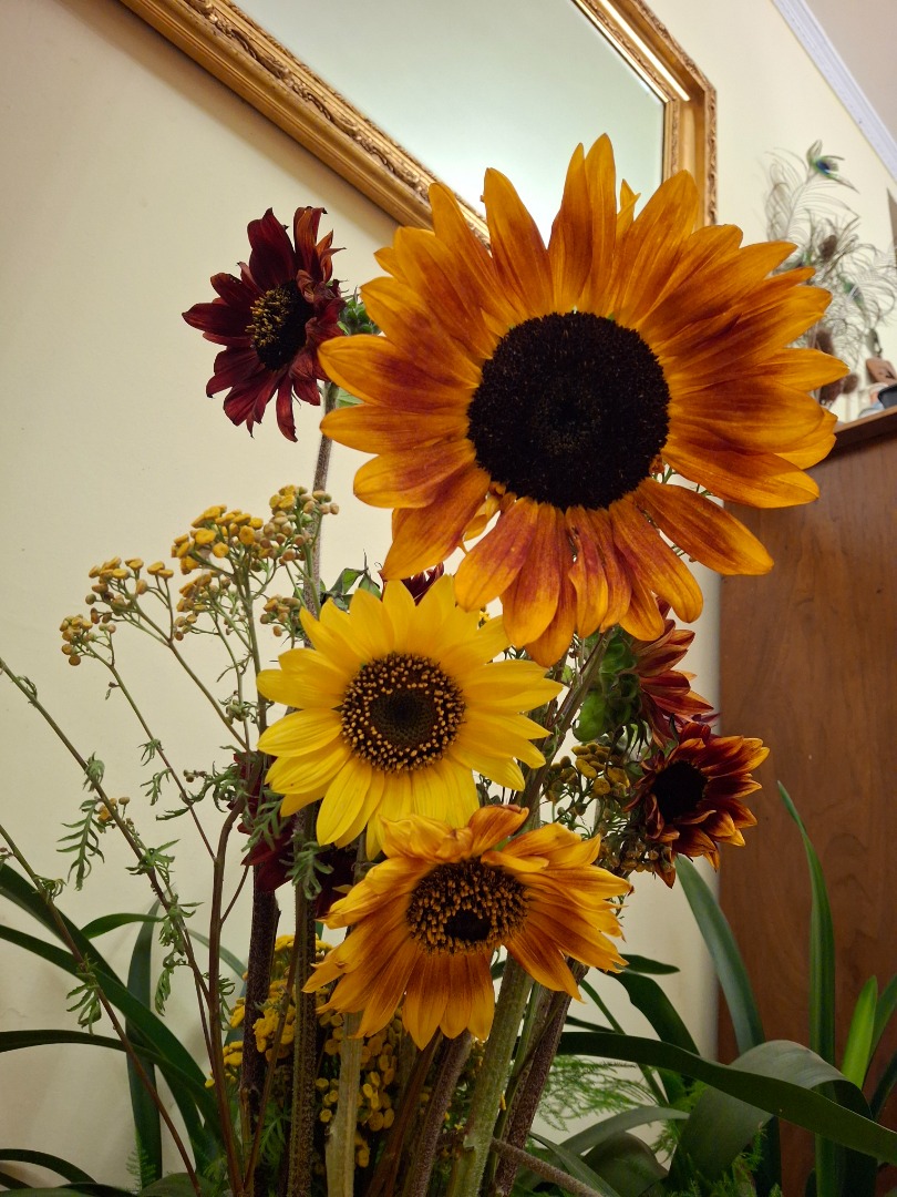 I am offering for wholesale sale decorative sunflowers from my own plantation near Stęszew Wielkopolska, near the S5 route