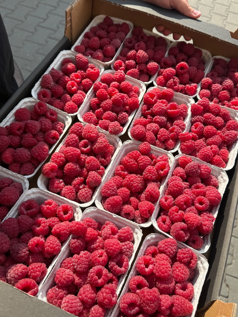 Fresh Raspberries for Export – Class I – Variety Glen Fresh raspberries available for export, Class I quality, NOT frozen